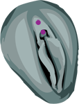 Piercing g&eacute;nital intime f&eacute;minin capuchon du clitoris
